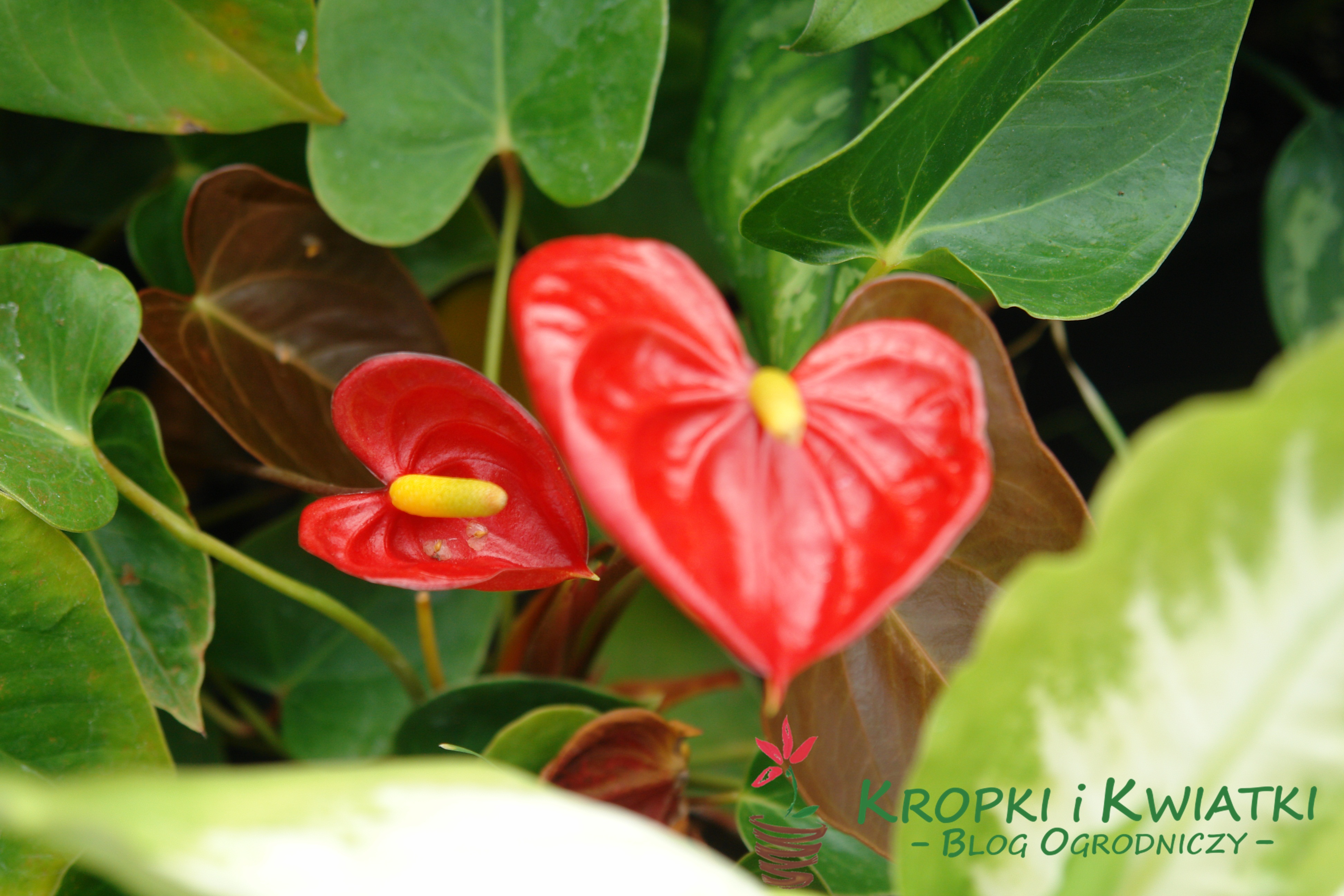 Anturium Anthurium