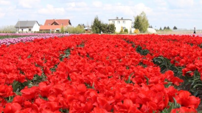 chrzypsko wielkie tulipany