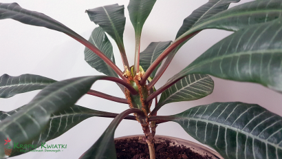 euphorbia leuconeura
