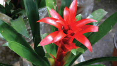 Bromelia roślina doniczkowa