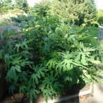 Figowiec pospolity - Ficus carica