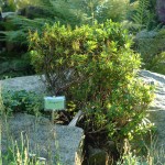 Rhododendron furrugineum