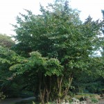 Parocja perska - Parotia persica