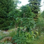 Dąb pontyjski - Quercus pontica