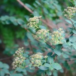 Tawuła nippońska - Spiraea nipponica