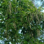 Surmia bignoniowa - Catalpa bignonioides