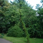 Sosna smołowa - Pinus rigida