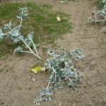 Mikołajek nadmorski - Eryngium maritimum