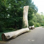 Ogród botaniczny UAM