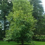 Magnolia parasolowata - Magnolia tripetala