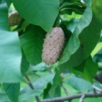 Magnolia parasolowata - Magnolia tripetala