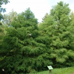 Cypryśnik błotny - Taxodium distichum