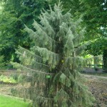 Świerk Brewera - Picea breweriana