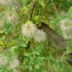 Powojnik - Clematis