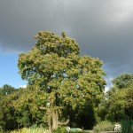 Bożodrzew gruczołowaty - Ailanthus altissima