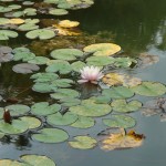 Grzybień biały - Nymphaea alba