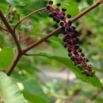 Szkarłatka amerykańska - Phytolacca americana