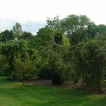 Modrzew europejski - Larix decidua