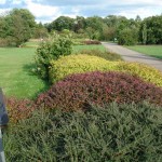 Narodowa kolekcja rodzaju Cotoneaster