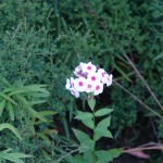 Flox Drummonda - Phlox drummondii