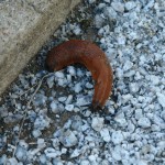 Mały mieszkaniec OB UAM