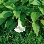 Bieluń dziędzierzawa - Datura stramonium