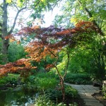 Klon palmowy - Acer palmatum