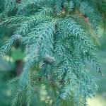 Szydlica japońska - Cryptomeria japonica