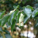 Chmielograb europejski - Ostrya carpinifolia