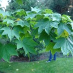 Kalopanaks pstry - Kalopanax pictus