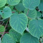 Aktinidia chińska - Actinidia chinensis