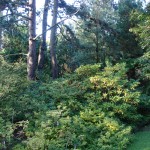 Różanecznik - Rhododendron