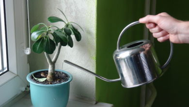 Jak podlewać rośliny w domu