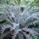Encephalartos horridus