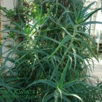 Aloes drzewiasty Aloe arborescens