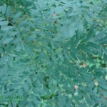 Amofra krzewiasta Amorpha fruticosa