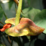 Anturium Anthurium