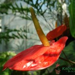 Anturium Anthurium