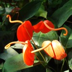 Anturium Anthurium