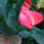 Anturium Anthurium