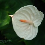 Anturium Anthurium