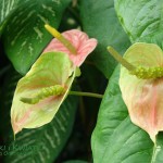 Anturium Anthurium