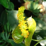 Anturium Anthurium
