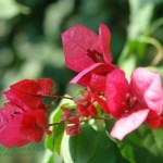 Bugenwilla Bougenvillea