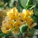 Bugenwilla Bougenvillea