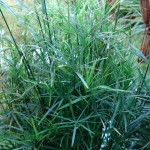 CIbora zmienna Cyperus alternifolius