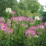 Cleome hassleriana
