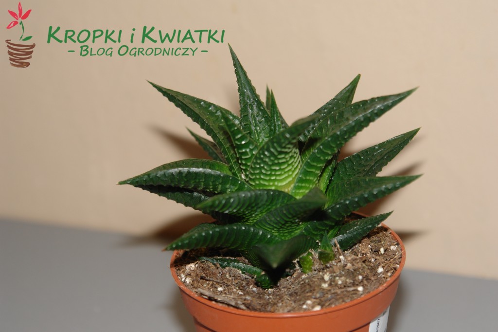 Haworcja - Haworthia pentagona