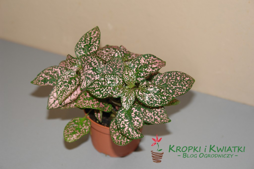 Niedośpian ognisty - Hypoestes phyllostahya