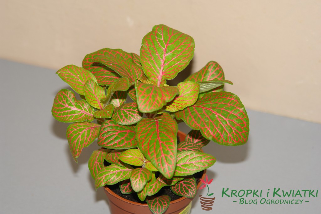 Fitonia verschaffelta - Fittonia verschaffeltii